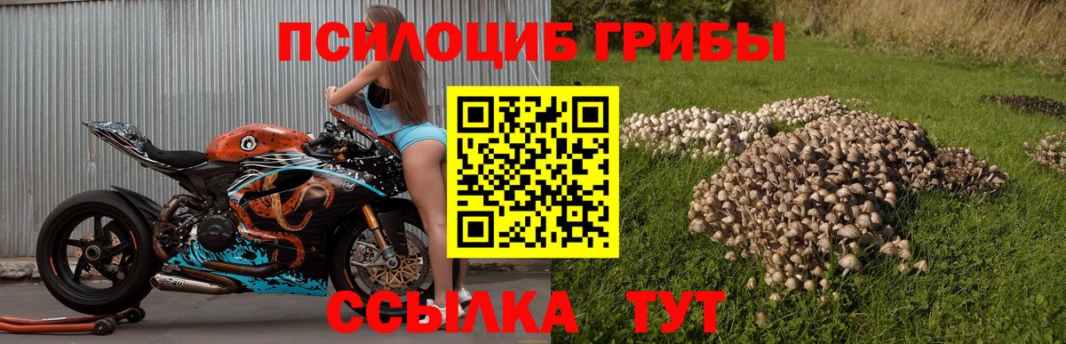 Псилоцибиновые грибы мицелий Курганинск